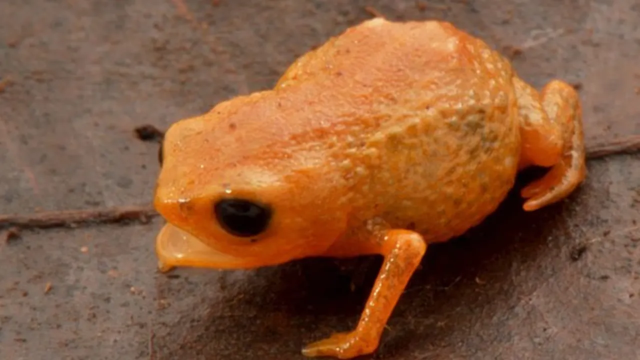 Brezilya Devlet Başkanı'nın adı verildi! Bezelye büyüklüğünde kurbağa keşfedildi