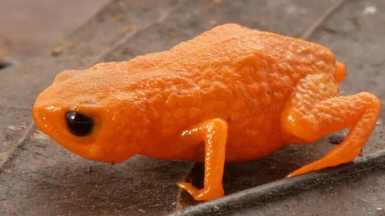Brezilya Devlet Başkanı'nın adı verildi! Bezelye büyüklüğünde kurbağa keşfedildi
