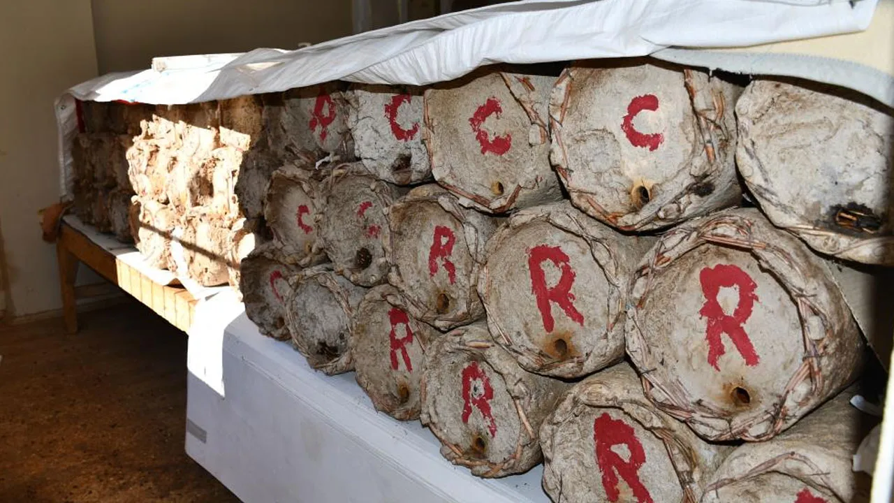 Evinin en güzel odasını arılarına tahsis etti: Balın kilosunu 10 bin TL'den satıyor