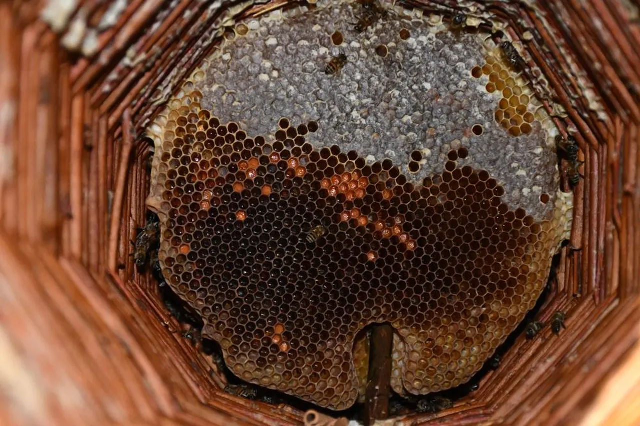 Evinin en güzel odasını arılarına tahsis etti: Balın kilosunu 10 bin TL'den satıyor