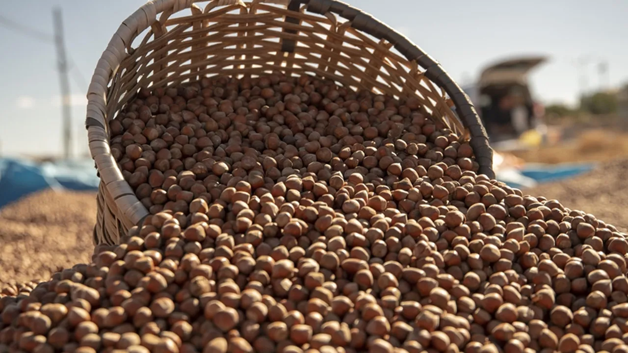 Fındıkta düşüş sürüyor! Üretici ve tüccarın umudu yılbaşına kaldı