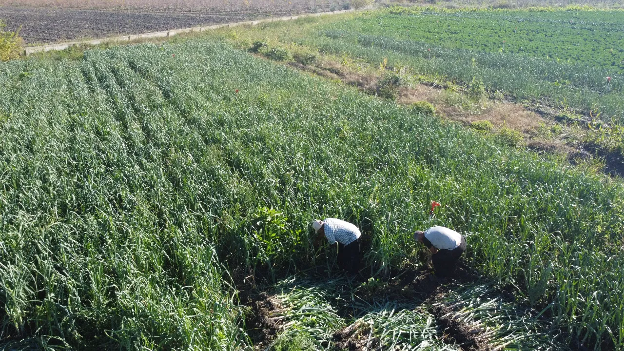 Hasat başladı, üretici fiyattan şikayetçi: Geçen yıl tarlada 30 liraydı, bu yıl 22 lira 