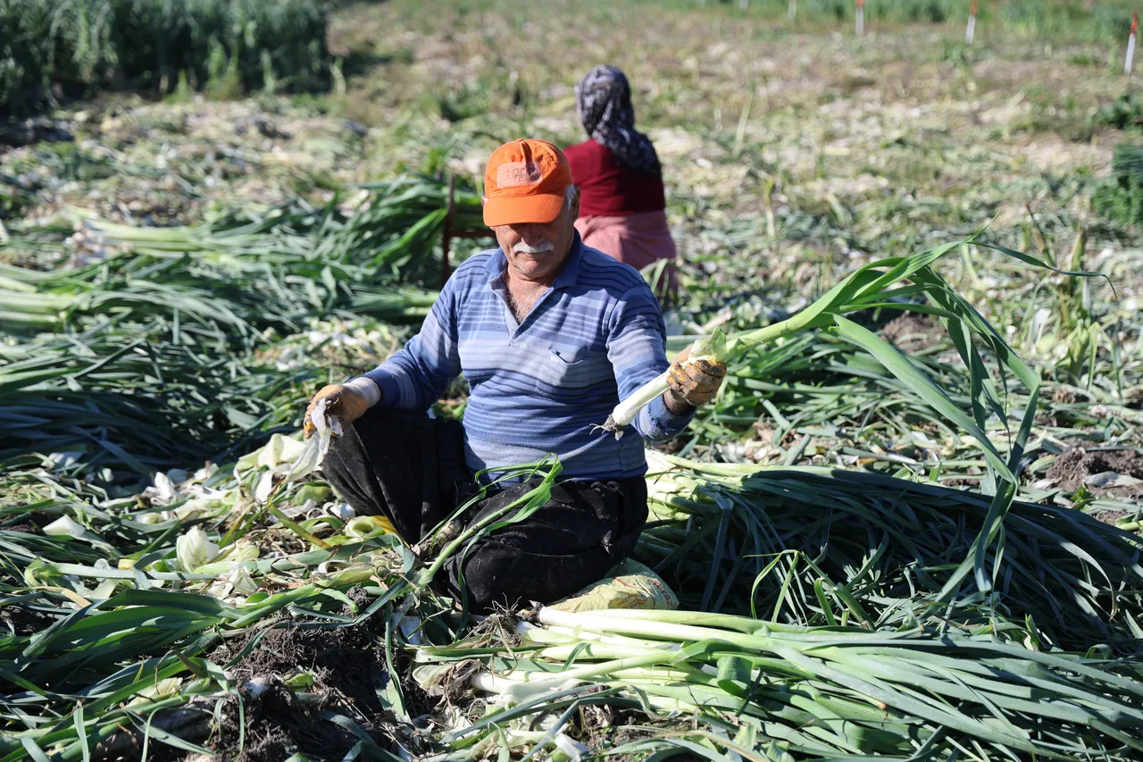 Hasat başladı, üretici fiyattan şikayetçi: Geçen yıl tarlada 30 liraydı, bu yıl 22 lira