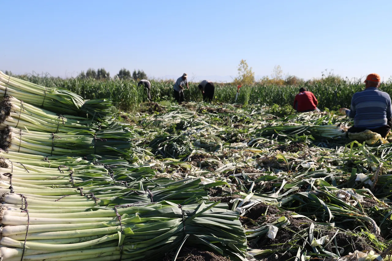 Hasat başladı, üretici fiyattan şikayetçi: Geçen yıl tarlada 30 liraydı, bu yıl 22 lira