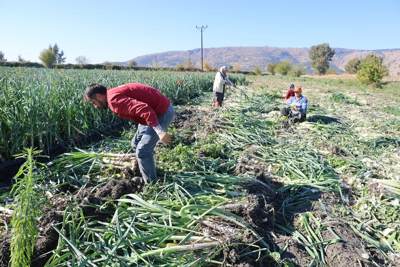 Hasat başladı, üretici fiyattan şikayetçi: Geçen yıl tarlada 30 liraydı, bu yıl 22 lira