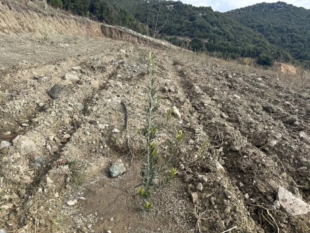 Susuz tarım ürünlerine geçildi