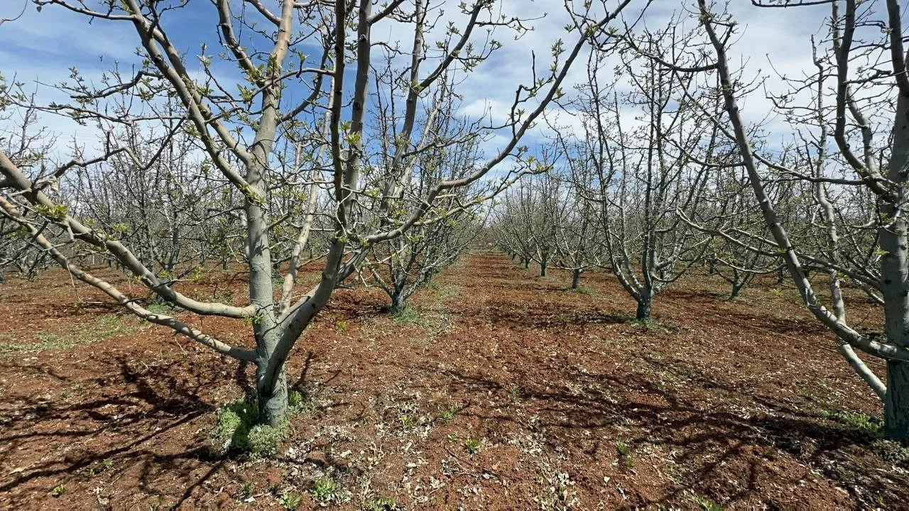 Eğirdir Gölü’ndeki kuraklık ezber bozdu! Çiftçi artık elma değil zeytin ekiyor