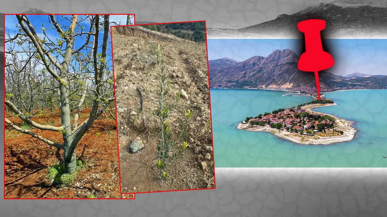 Eğirdir Gölü’ndeki kuraklık ezber bozdu! Çiftçi artık elma değil zeytin ekiyor