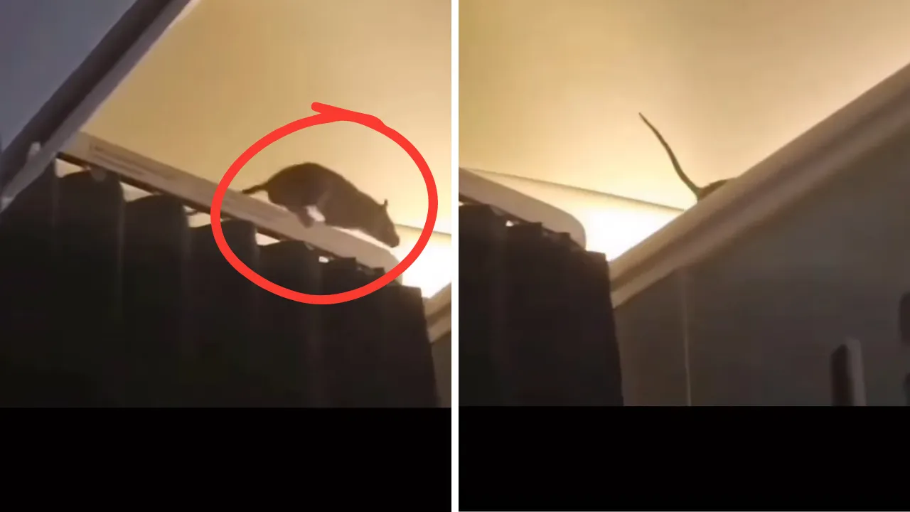 KLM uçağında fare paniği! 250 yolcu mahsur kaldı, 36 saat boyunca...