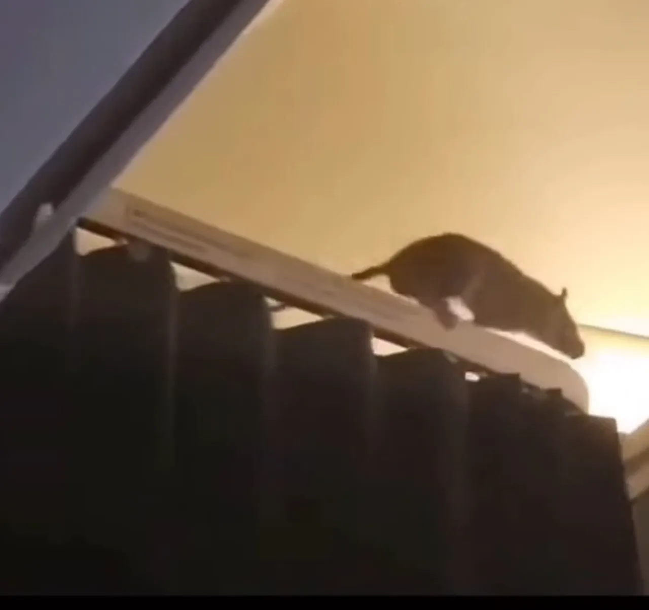 KLM uçağında fare paniği! 250 yolcu mahsur kaldı, 36 saat boyunca...