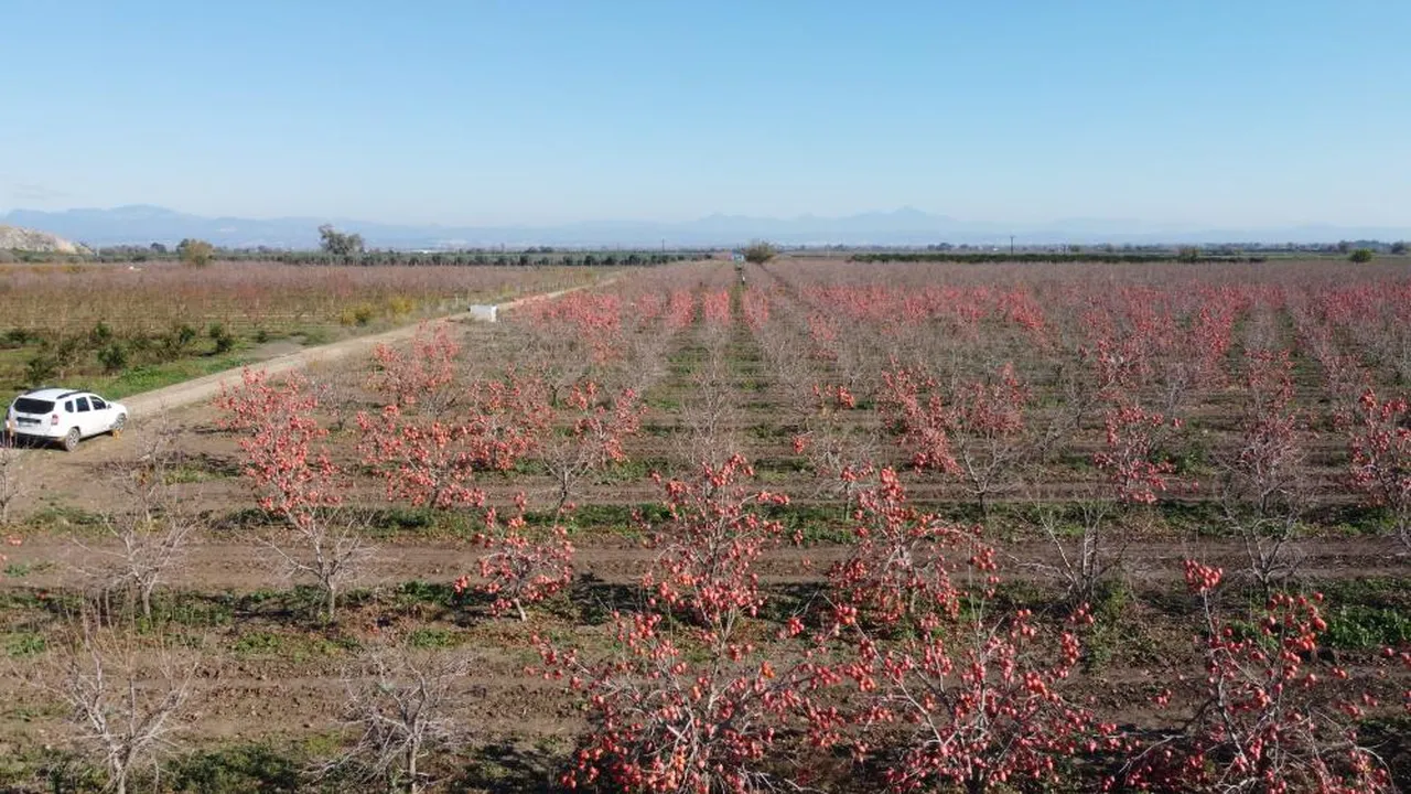Cennet hurması bahçesi