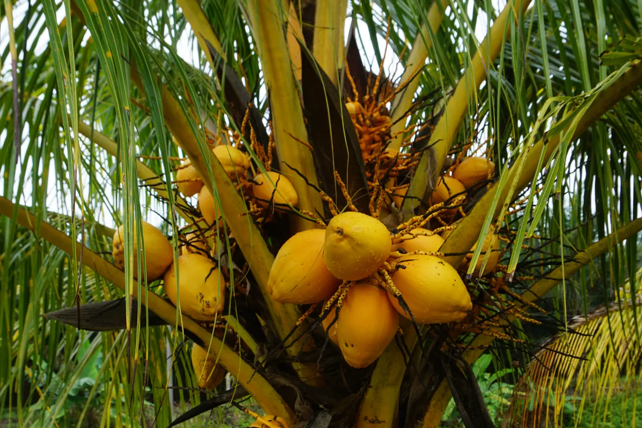 Tertemiz ülke! Bal dök yala: Malezya