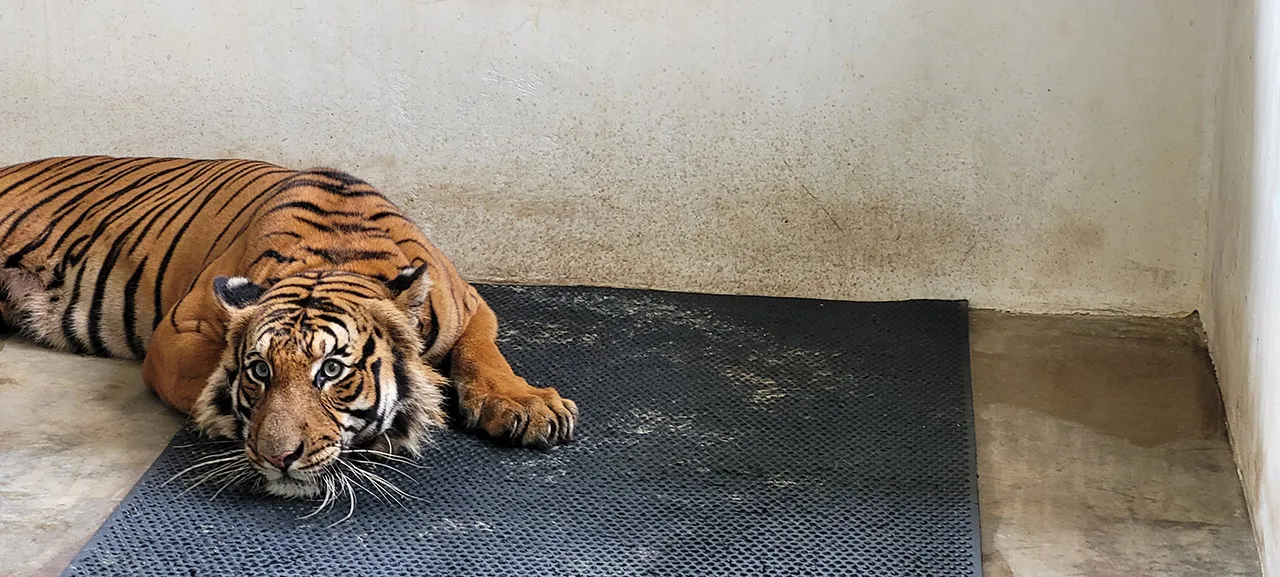 Tertemiz ülke! Bal dök yala: Malezya