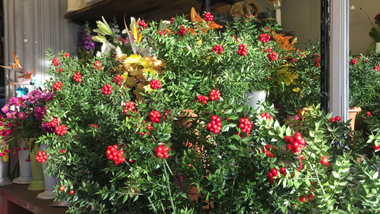   Aralık ayının en çok tercih edilen çiçeği kokina oldu: Kokinanın anlamı ne, neden tercih ediliyor?