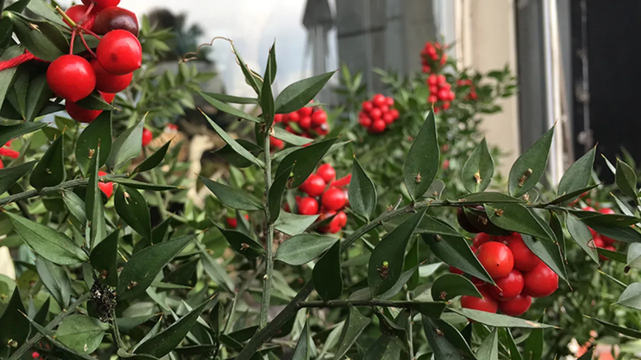   Aralık ayının en çok tercih edilen çiçeği kokina oldu: Kokinanın anlamı ne, neden tercih ediliyor?