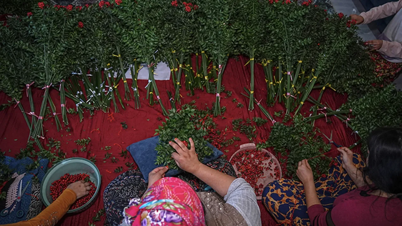   Aralık ayının en çok tercih edilen çiçeği kokina oldu: Kokinanın anlamı ne, neden tercih ediliyor?