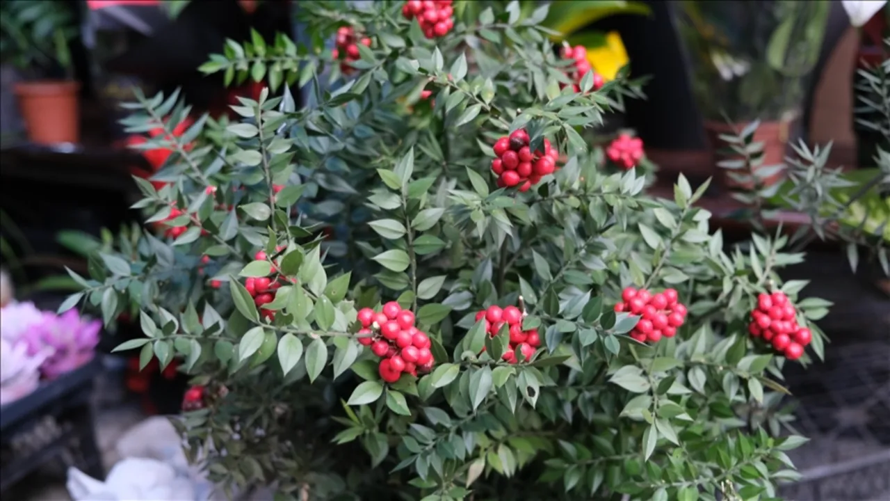   Aralık ayının en çok tercih edilen çiçeği kokina oldu: Kokinanın anlamı ne, neden tercih ediliyor?