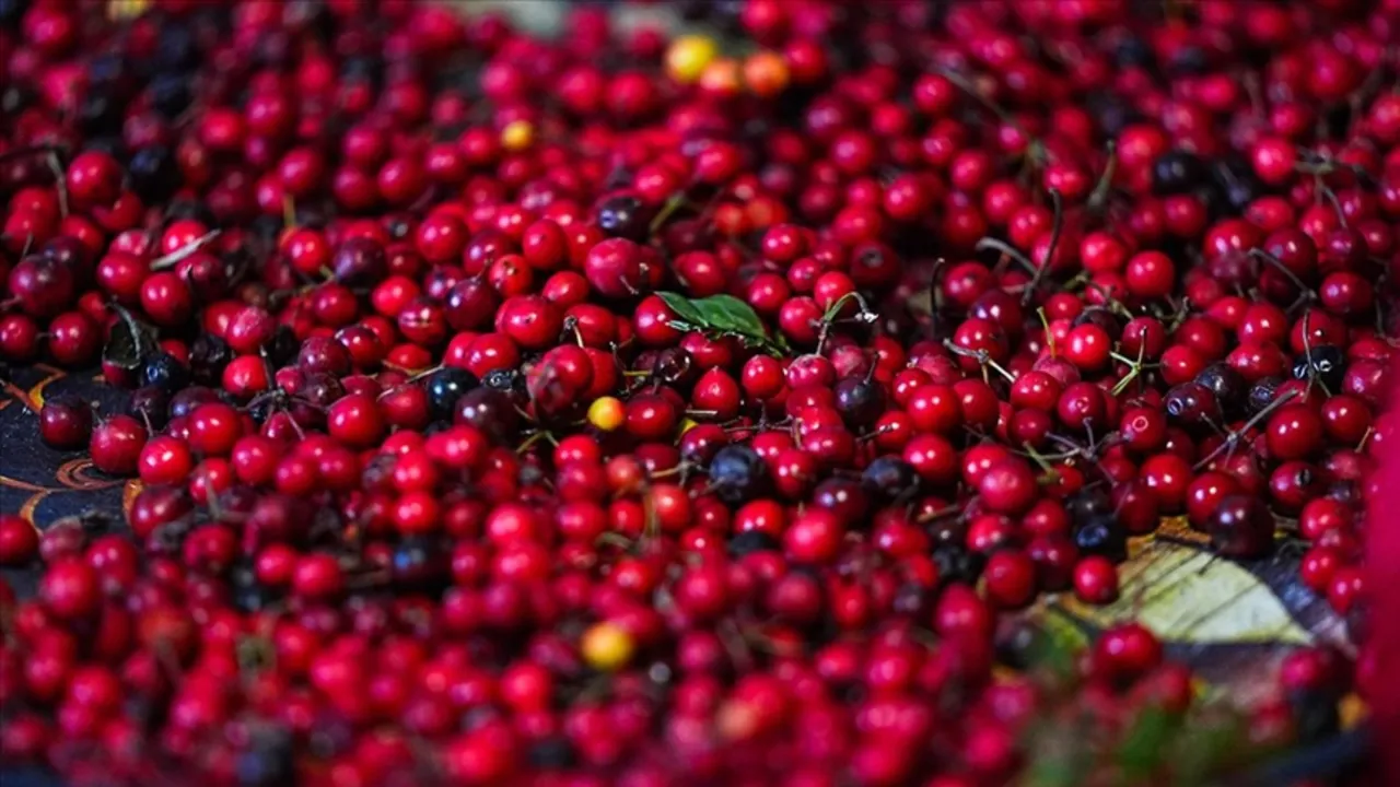   Aralık ayının en çok tercih edilen çiçeği kokina oldu: Kokinanın anlamı ne, neden tercih ediliyor?