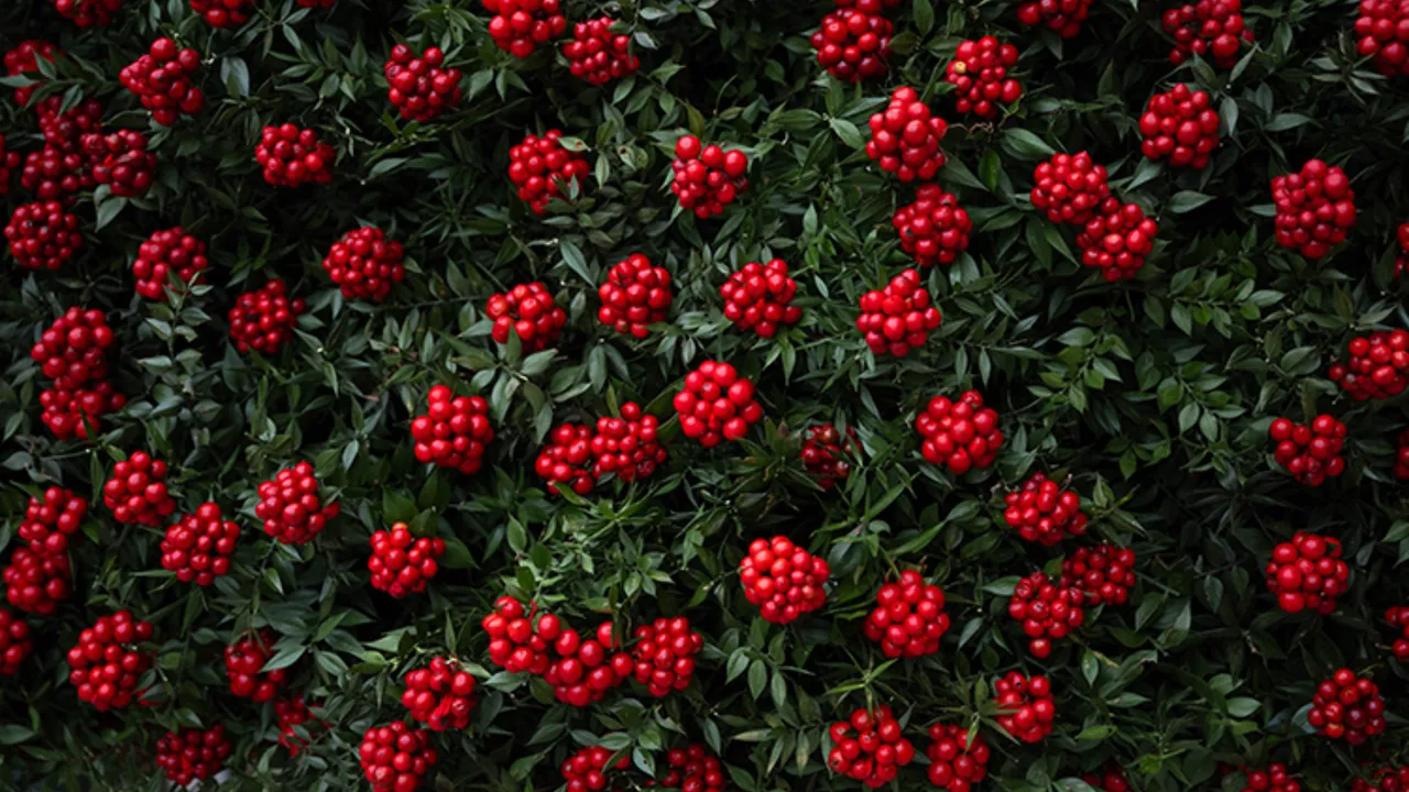   Aralık ayının en çok tercih edilen çiçeği kokina oldu: Kokinanın anlamı ne, neden tercih ediliyor?