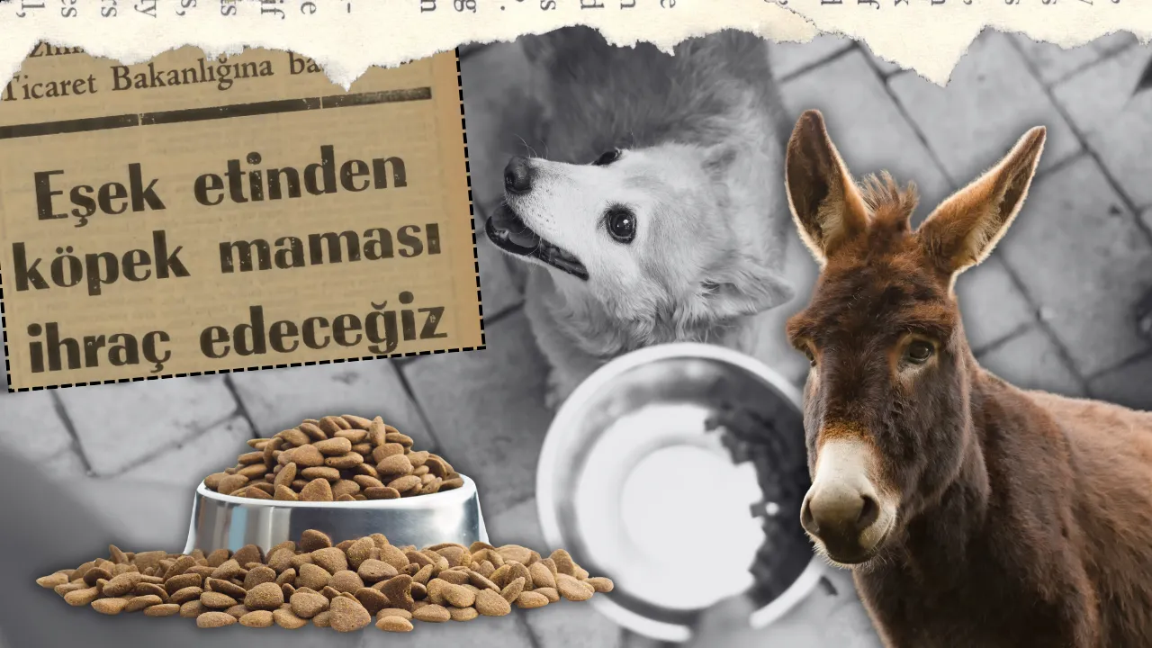Eşek etinden köpek maması ihracı! Avrupa'nın talebi üzerine harekete geçtiler  