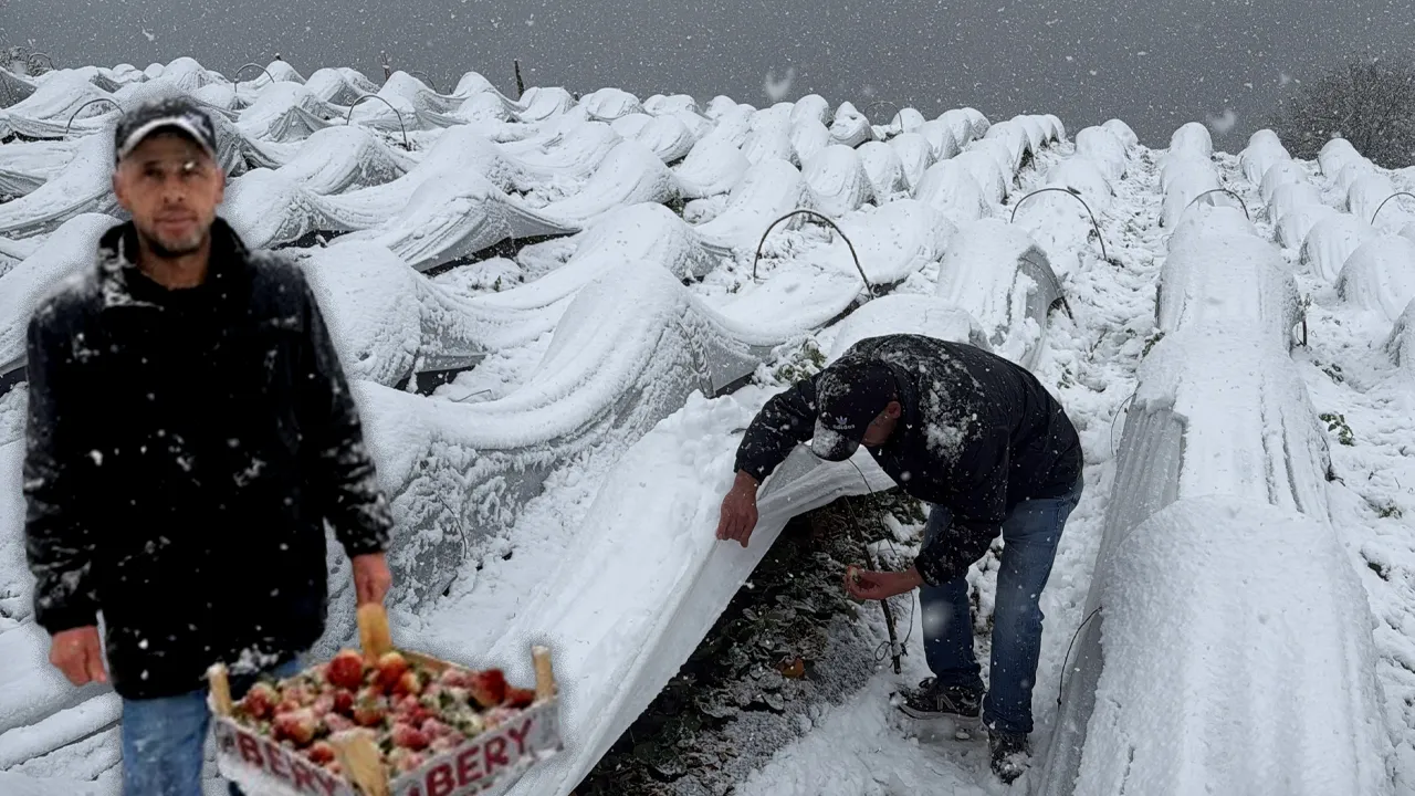 Kar altında hasat başladı! Talep yağıyor, rengi yok ama tadı çok güzel