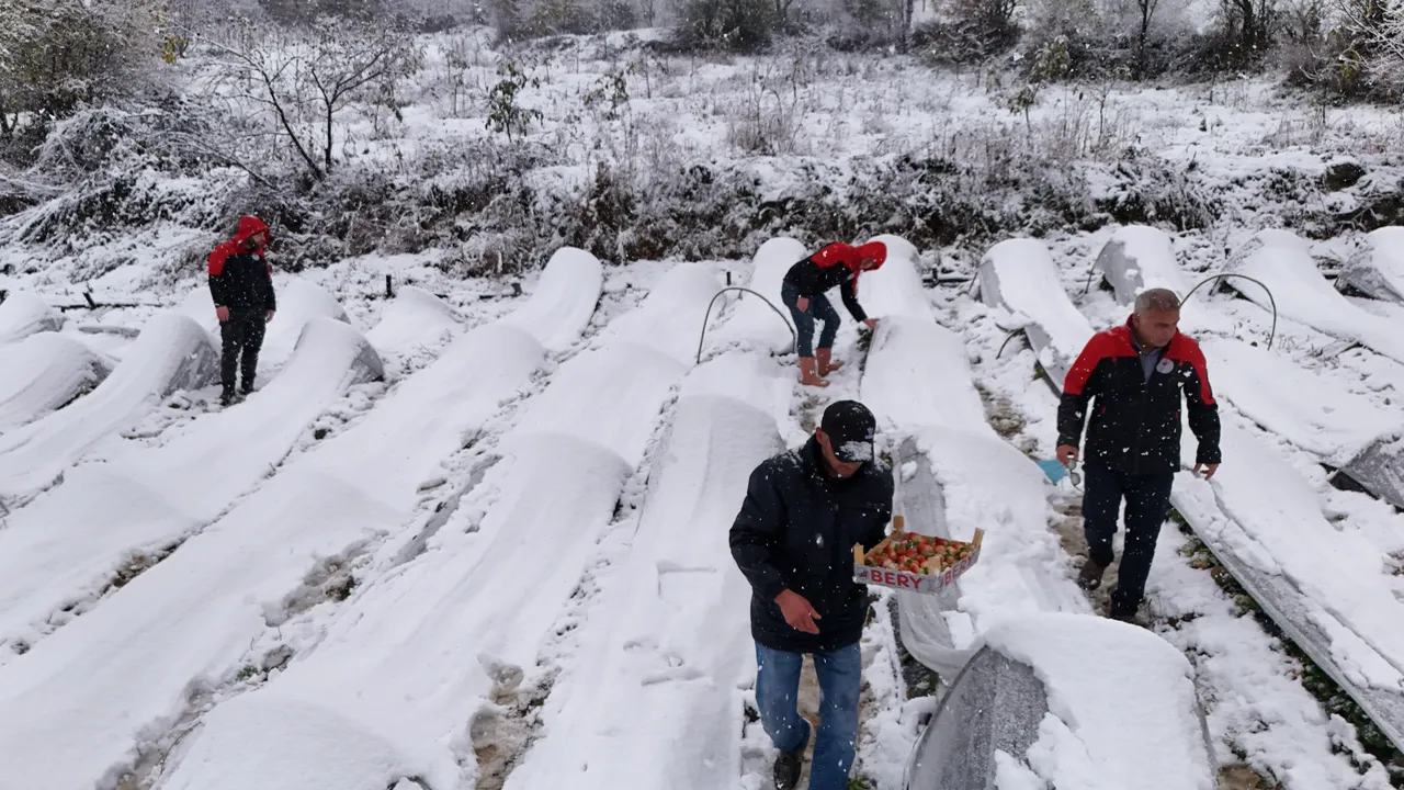 Kar altında hasat başladı! Talep yağıyor, rengi yok ama tadı çok güzel