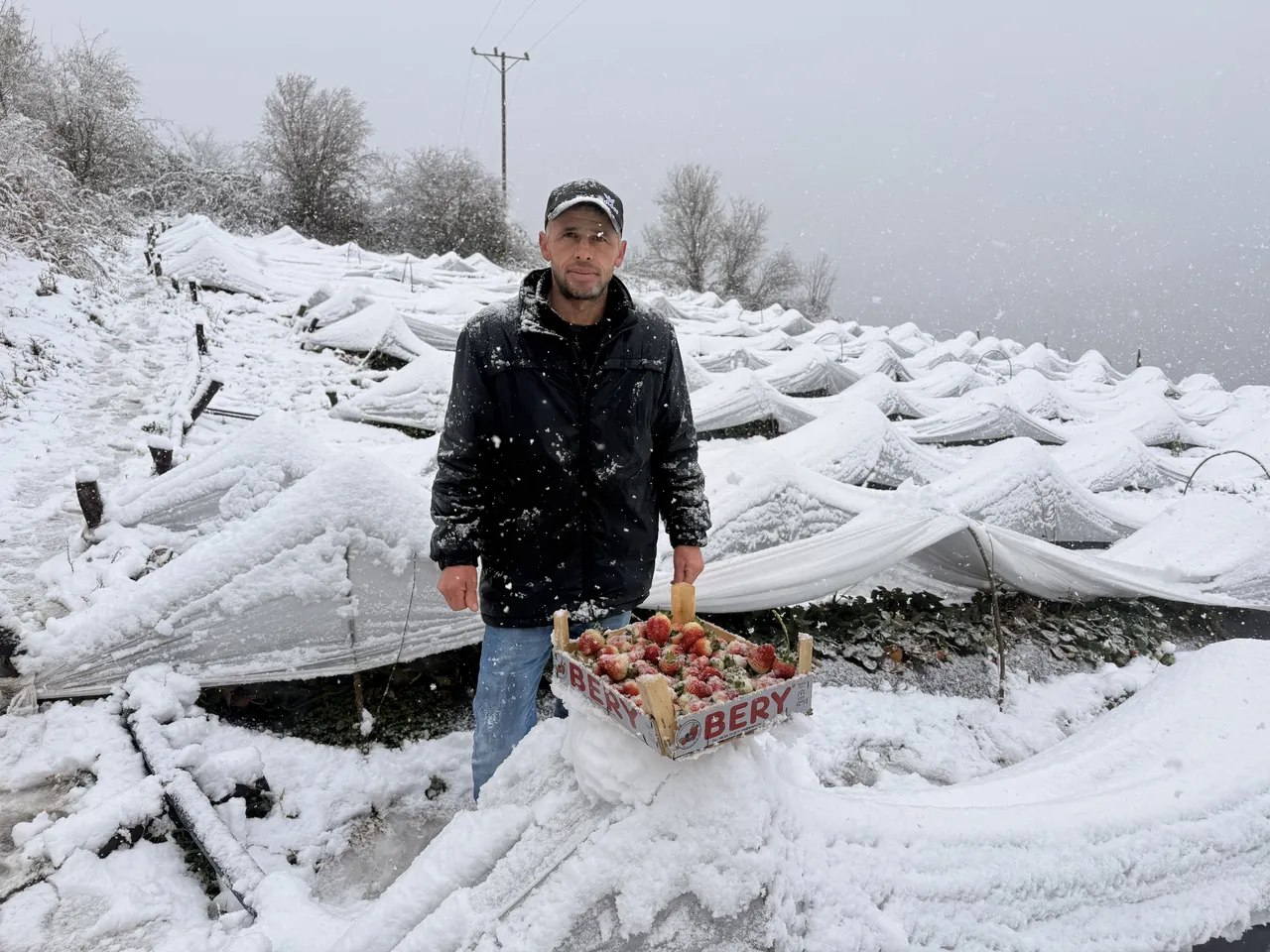 Kar altında hasat başladı! Talep yağıyor, rengi yok ama tadı çok güzel