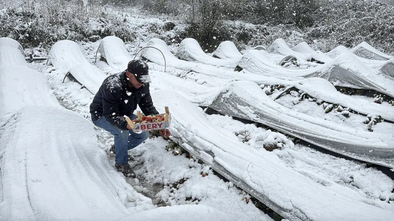 Kar altında hasat başladı! Talep yağıyor, rengi yok ama tadı çok güzel
