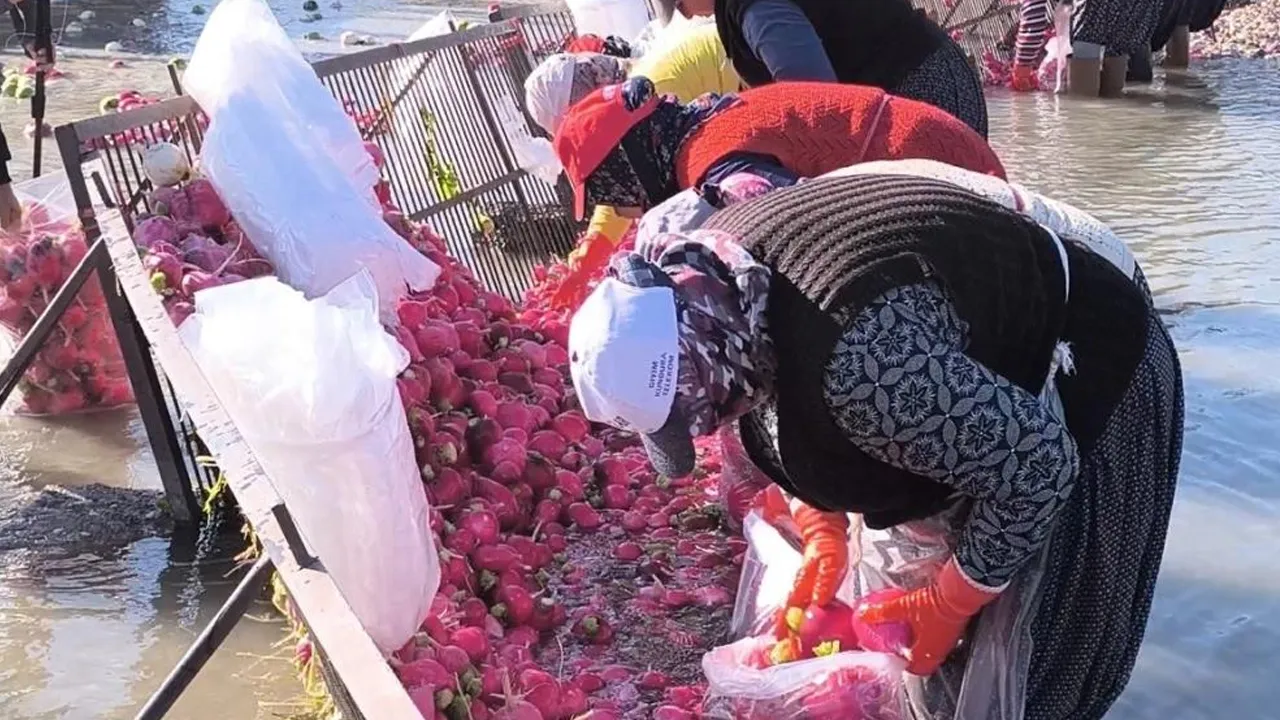 Osmaniye'de kadınların turp mesaisi başladı! Lioman ve pul biberle tüketince şifalı oluyor 