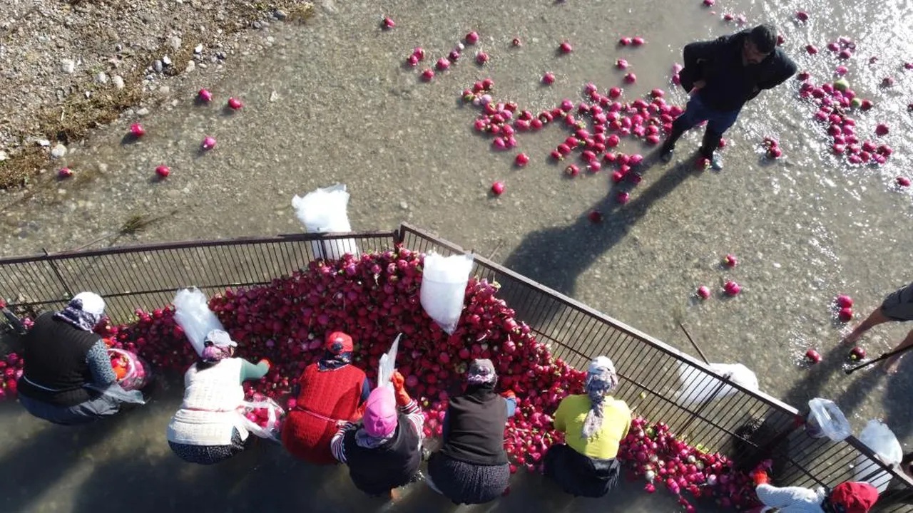 Osmaniye'de kadınların turp mesaisi başladı! Limon ve pul biberle tüketince şifalı oluyor