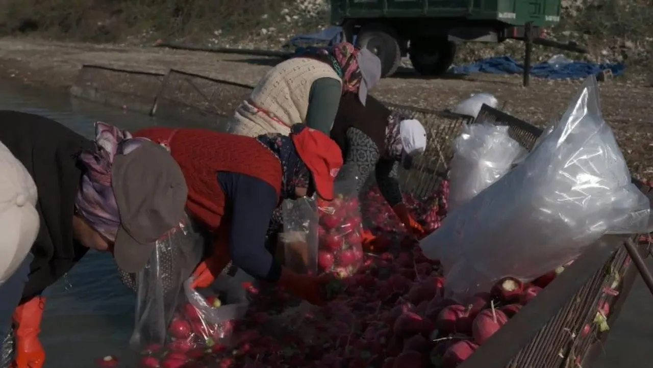 Osmaniye'de kadınların turp mesaisi başladı! Limon ve pul biberle tüketince şifalı oluyor