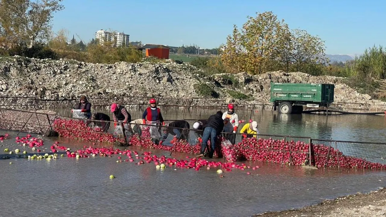 Osmaniye'de kadınların turp mesaisi başladı! Limon ve pul biberle tüketince şifalı oluyor