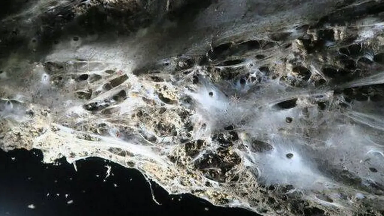 106 metrekarelik ağ iki ülkeyi ele geçirdi! 