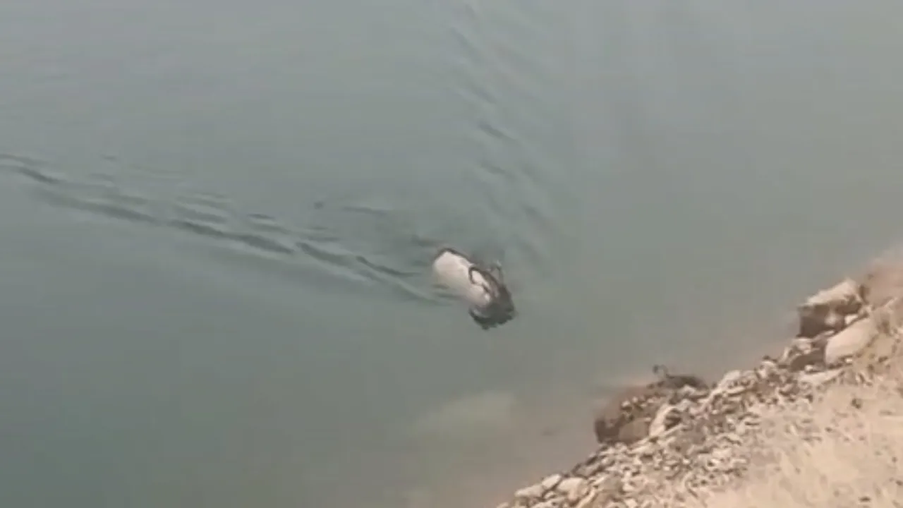 Sarp kayalıkların ustası şaşırttı! Baraj gölünde yüzerken görüntülendi