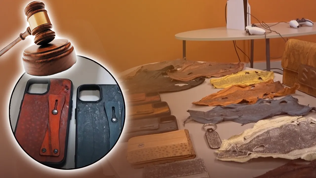 Siyanürden daha ölümcül! Balon balığından yaptığı aksesuarların projesi çalındı, soluğu mahkemede aldı 