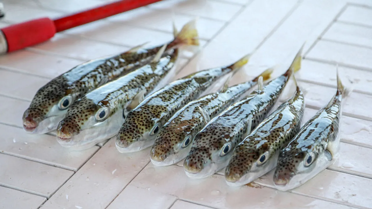 Siyanürden daha ölümcül! Balon balığından yaptığı aksesuarların projesi çalındı, soluğu mahkemede aldı