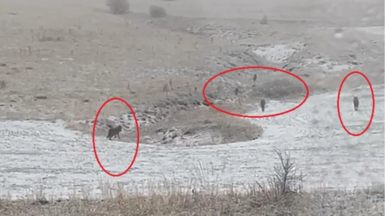 Aç kalan kurtlar köylere indi! O anlar kamerada