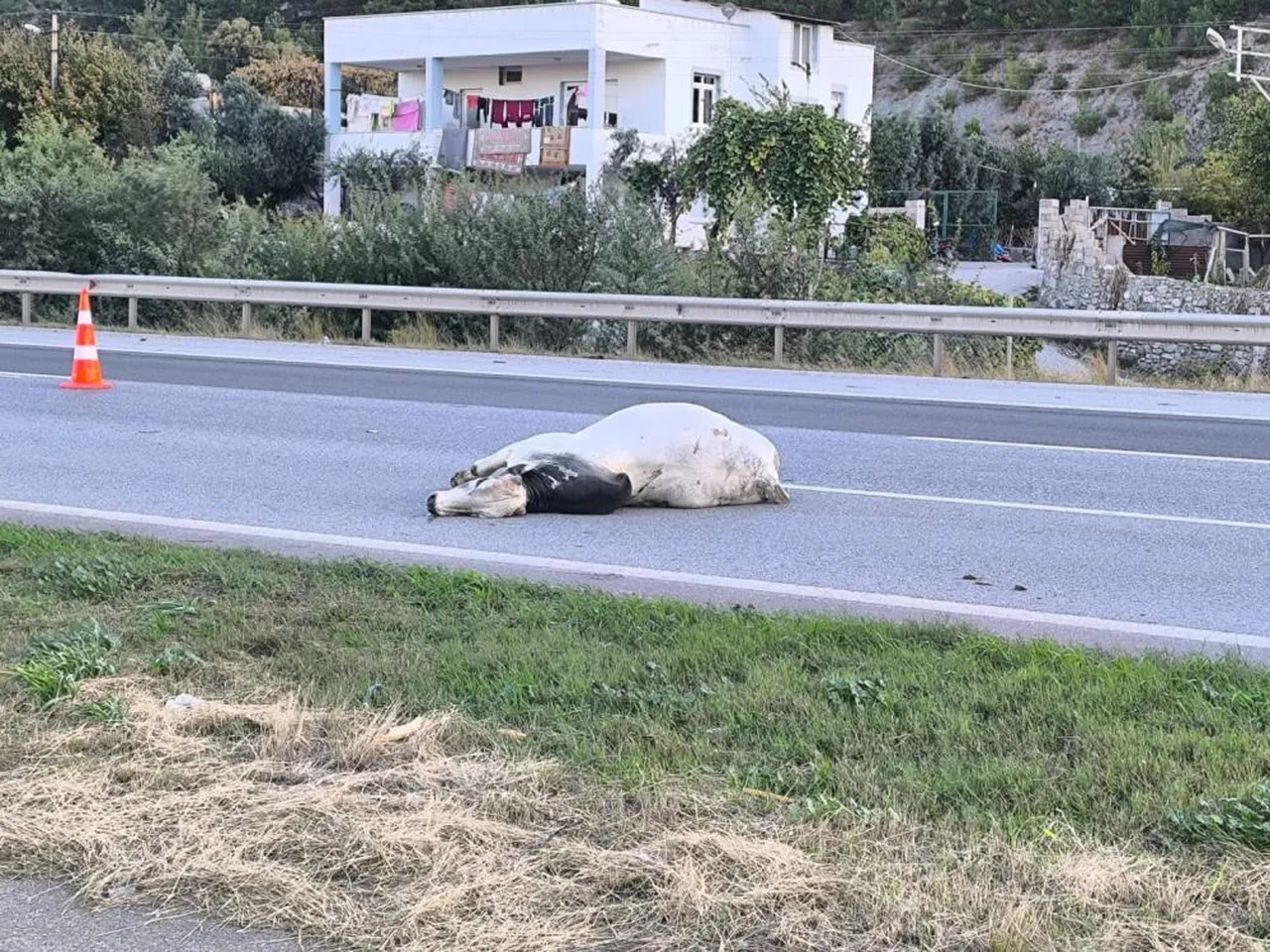 Hatay'da feci kaza! 2 kişi hayatını kaybetti, anguslar otobana yayıldı