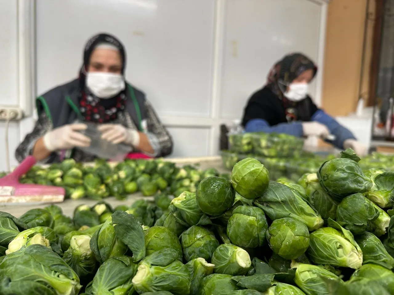 İznikten Avrupaya lahana ihracatı! Kilosu 40 lira