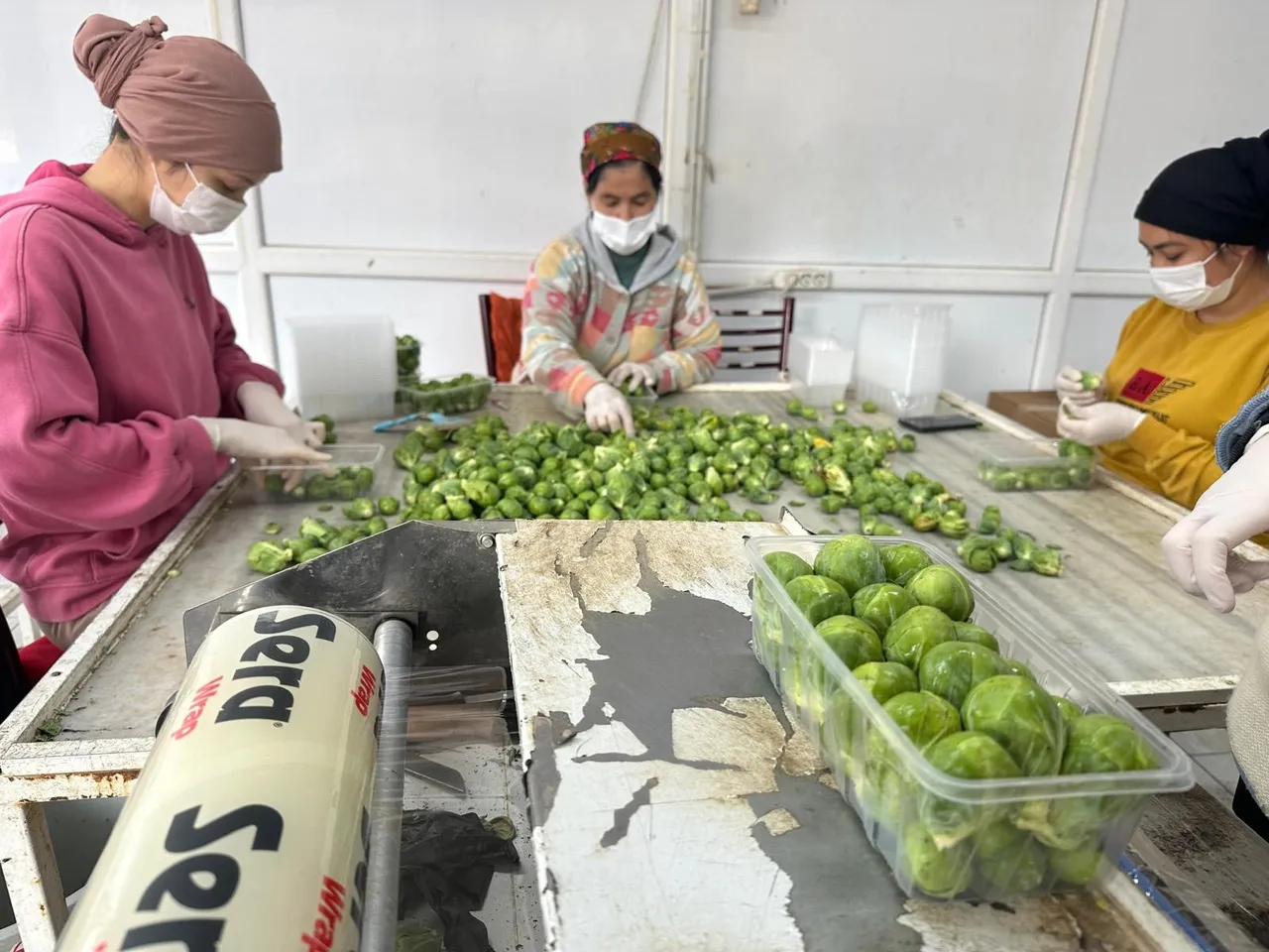 İznikten Avrupaya lahana ihracatı! Kilosu 40 lira