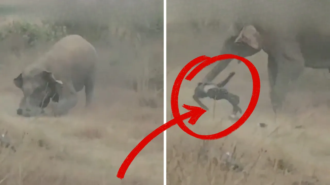 Köye saldıran fil sürüsü dehşet saçtı: 4 kişi feci şekilde can verdi