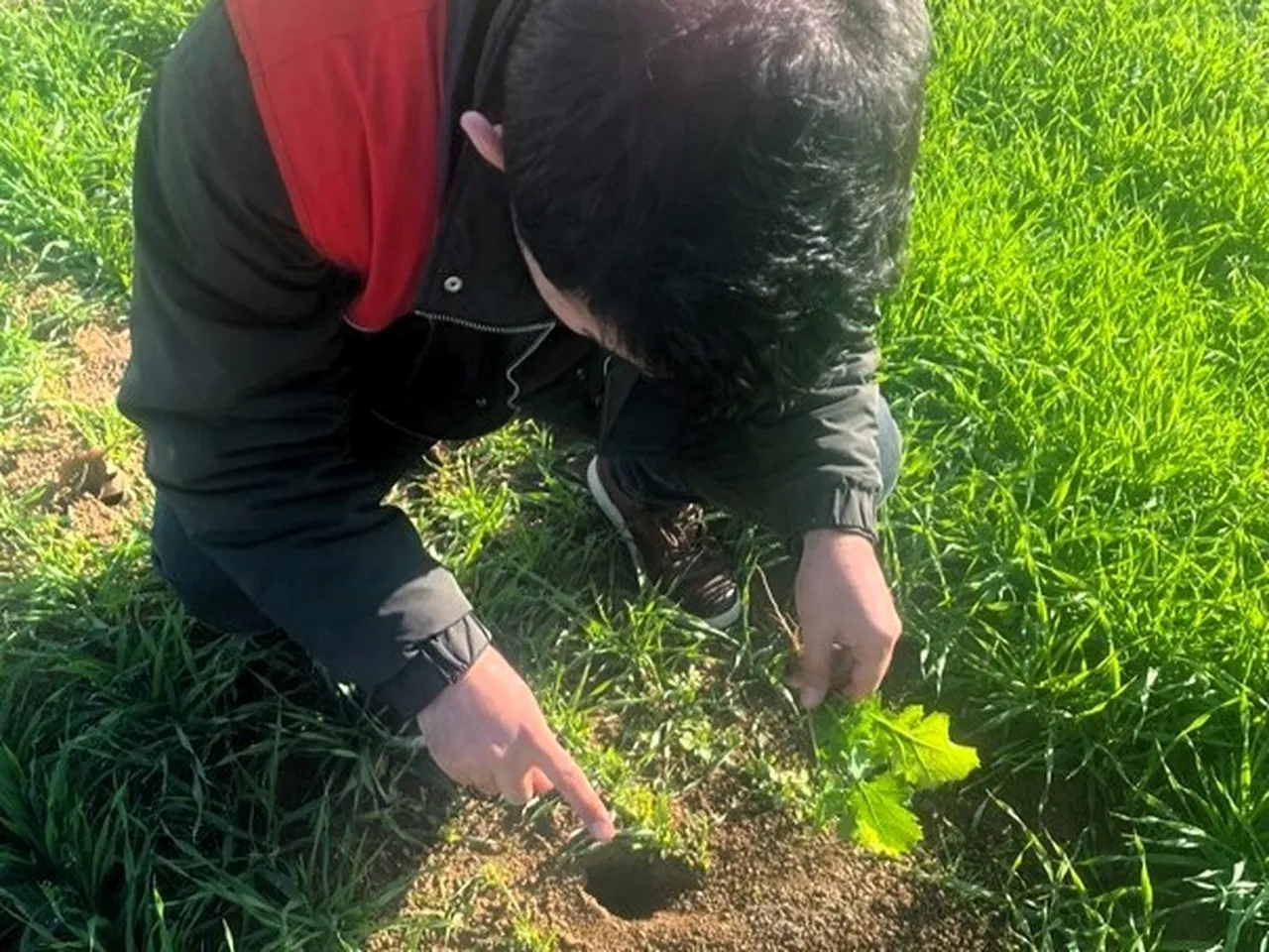 Ne zirai don ne de tırtıl! Çiftçinin yeni kabusu Kırklaereli’de tarlaları istila etti