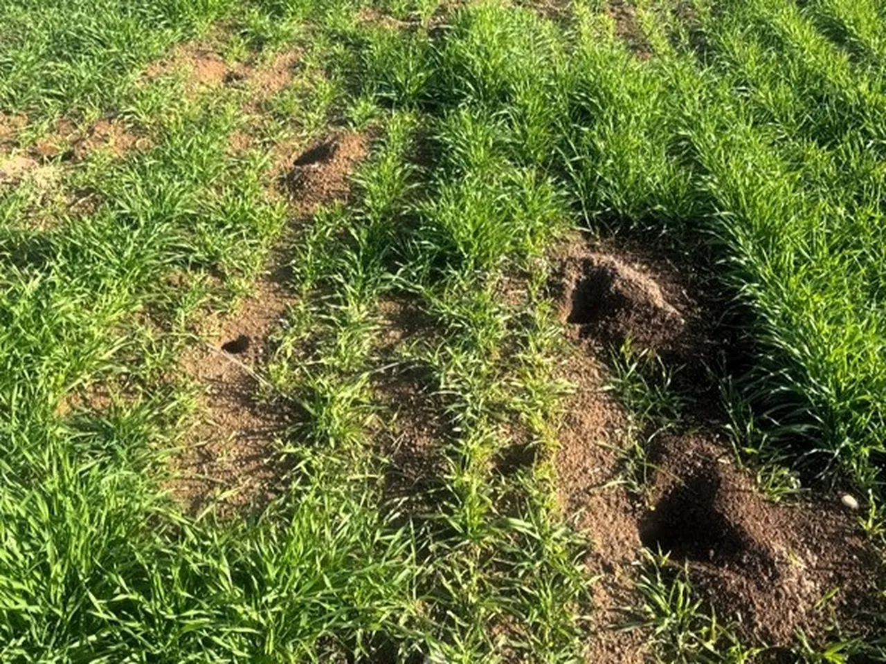 Ne zirai don ne de tırtıl! Çiftçinin yeni kabusu Kırklaereli’de tarlaları istila etti