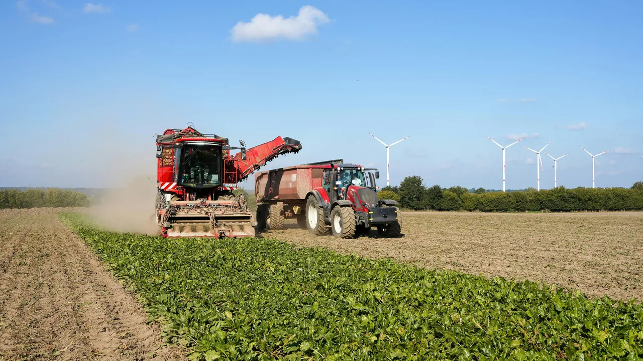 Ne zirai don ne de tırtıl! Çiftçinin yeni kabusu Kırklaereli’de tarlaları istila etti