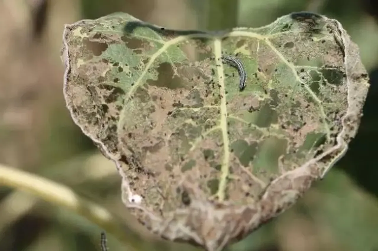 Ne zirai don ne de tırtıl! Çiftçinin yeni kabusu Kırklaereli’de tarlaları istila etti