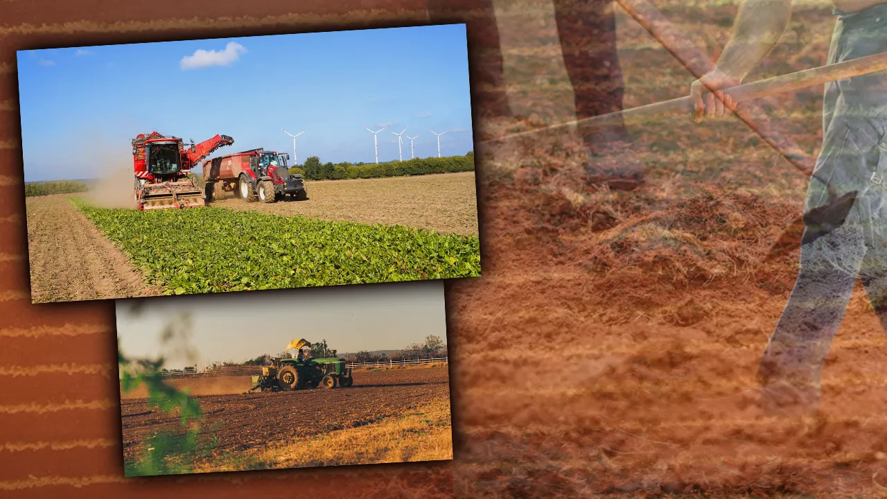 Ne zirai don ne de tırtıl! Çiftçinin yeni kabusu Kırklareli’de tarlaları istila etti 