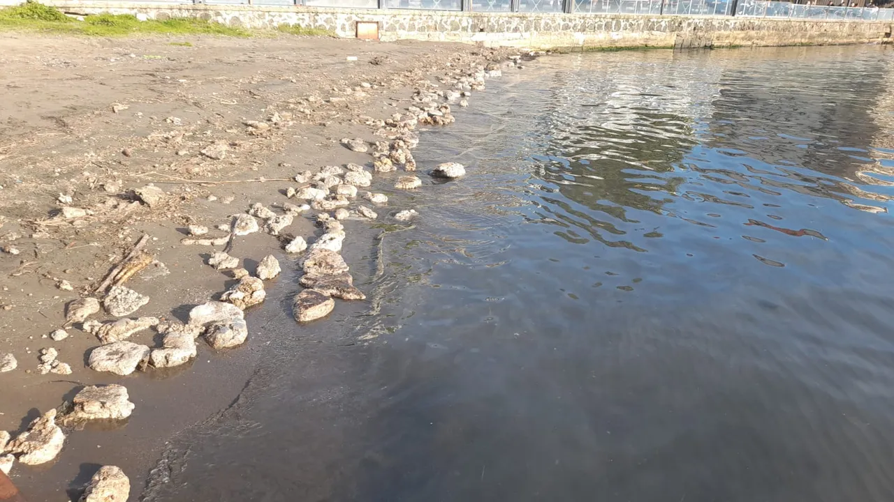 Sinop’ta korkutan kirlilik! Numune alındı, inceleme başlatıldı