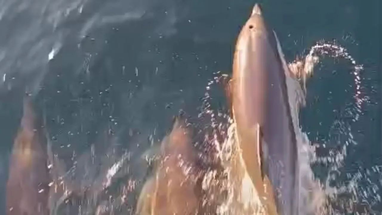 Kıyıköy açıklarında görsel şölen! Teknenin peşine takılıp yaptıklarını gören hayran kaldı