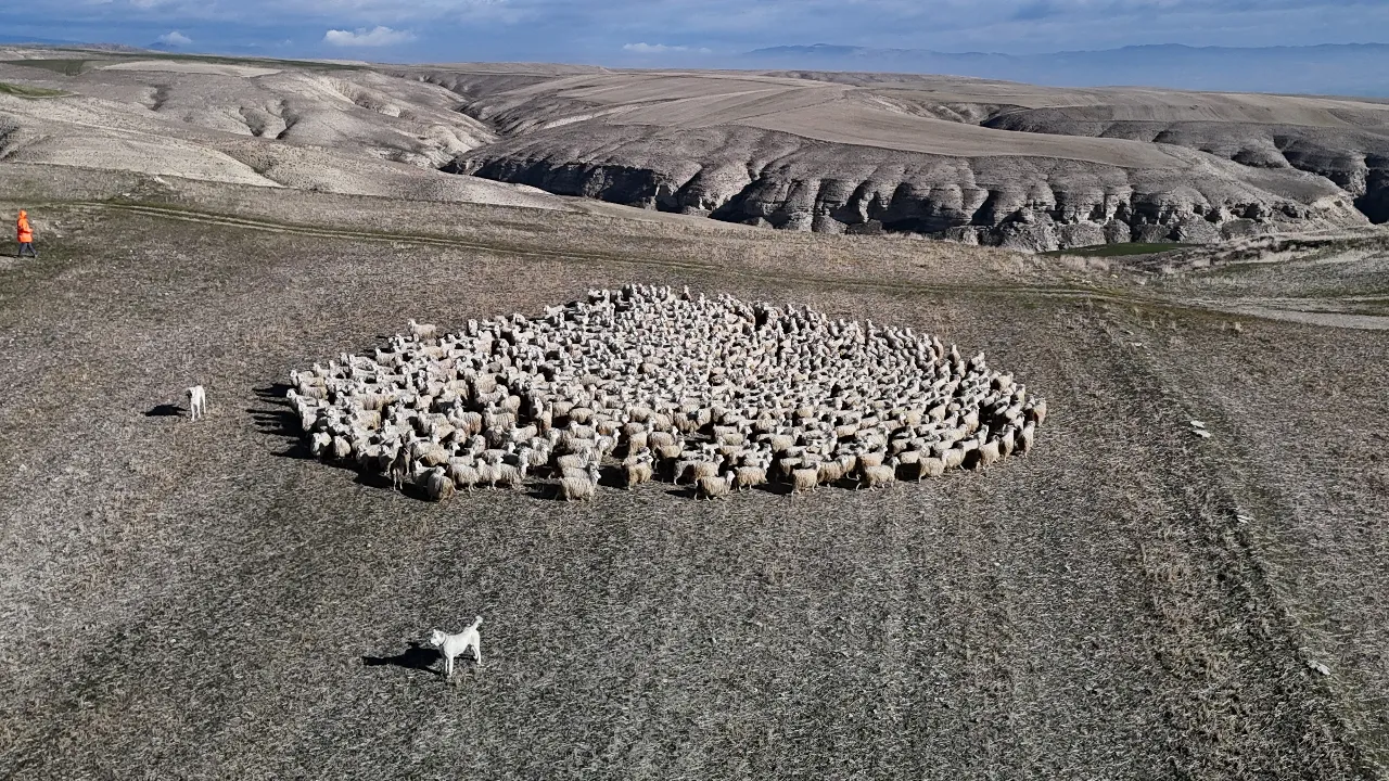 Osmanlının birinci yatırımı olan tiftik için yeni hedef! 