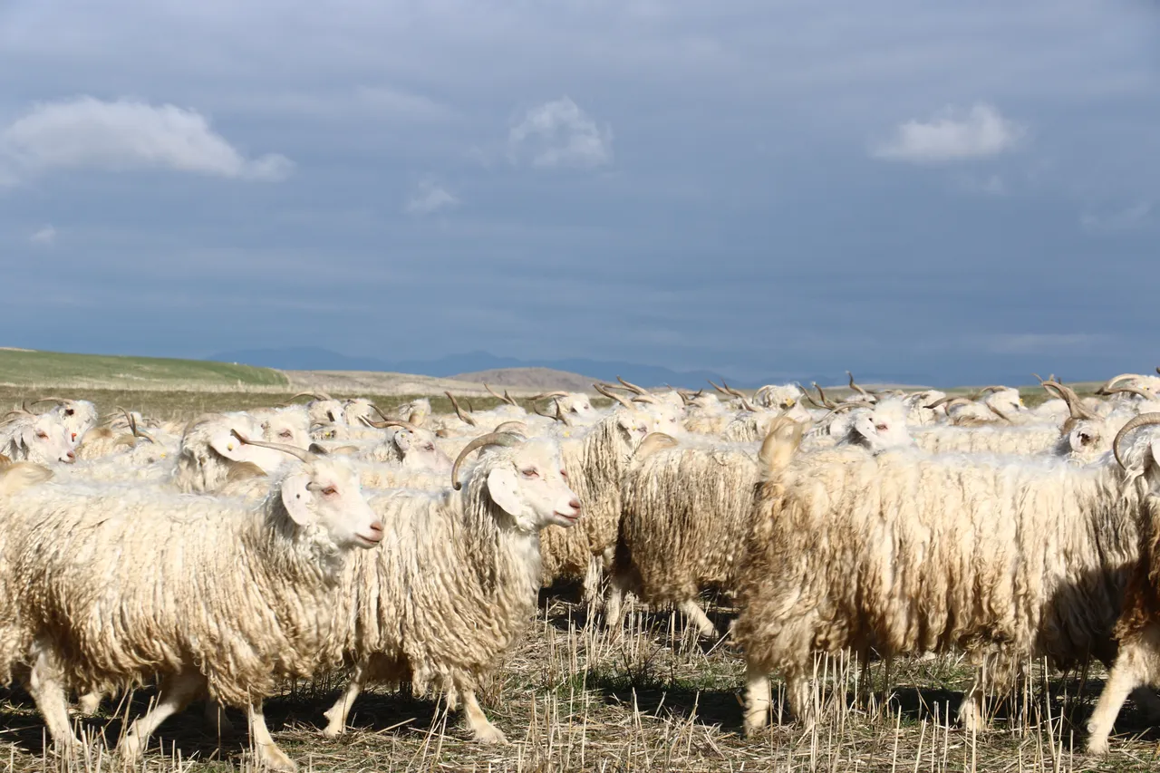 Osmanlının birinci yatırımı olan tiftik için yeni hedef!